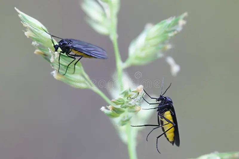 black-fungus-gnat-