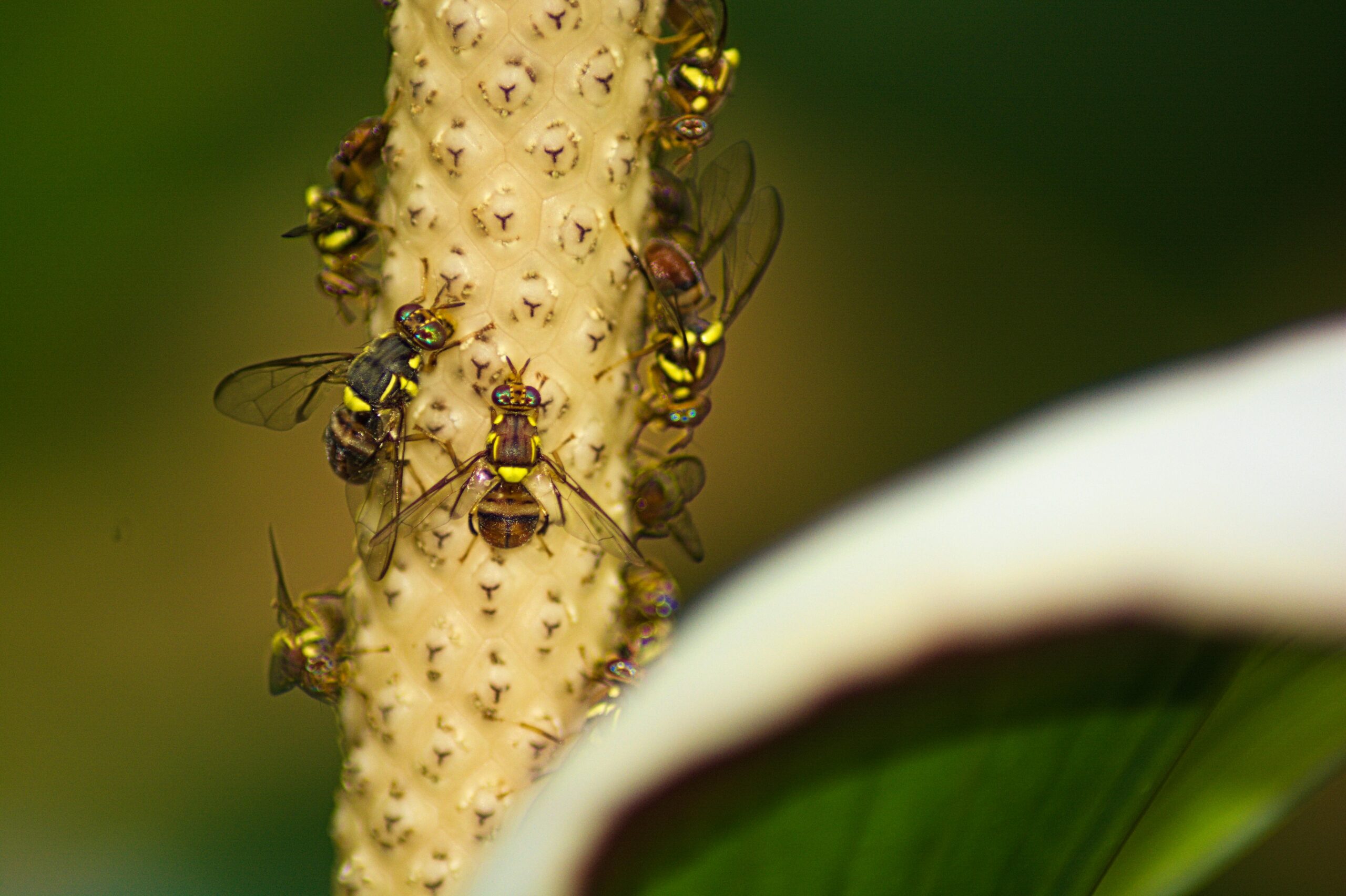 How to Get Rid of Fruit Flies: Some of the effective ways!